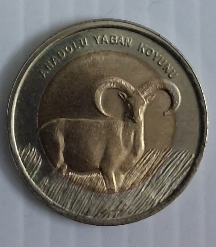 Turkey 1 Lira coin Anatolian Mouflon Unc